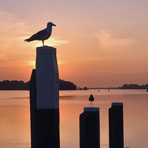 300x300vogelszon